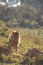  Lions Masai Mara 